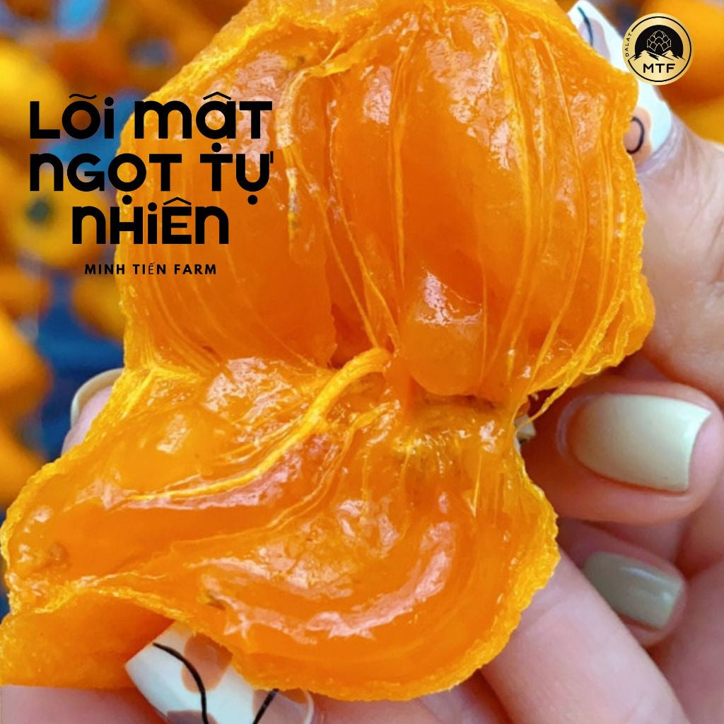 Hồng treo gió đà lạt - Minh Tiến Farm - Đặc sản Đà Lạt | Việt Nam