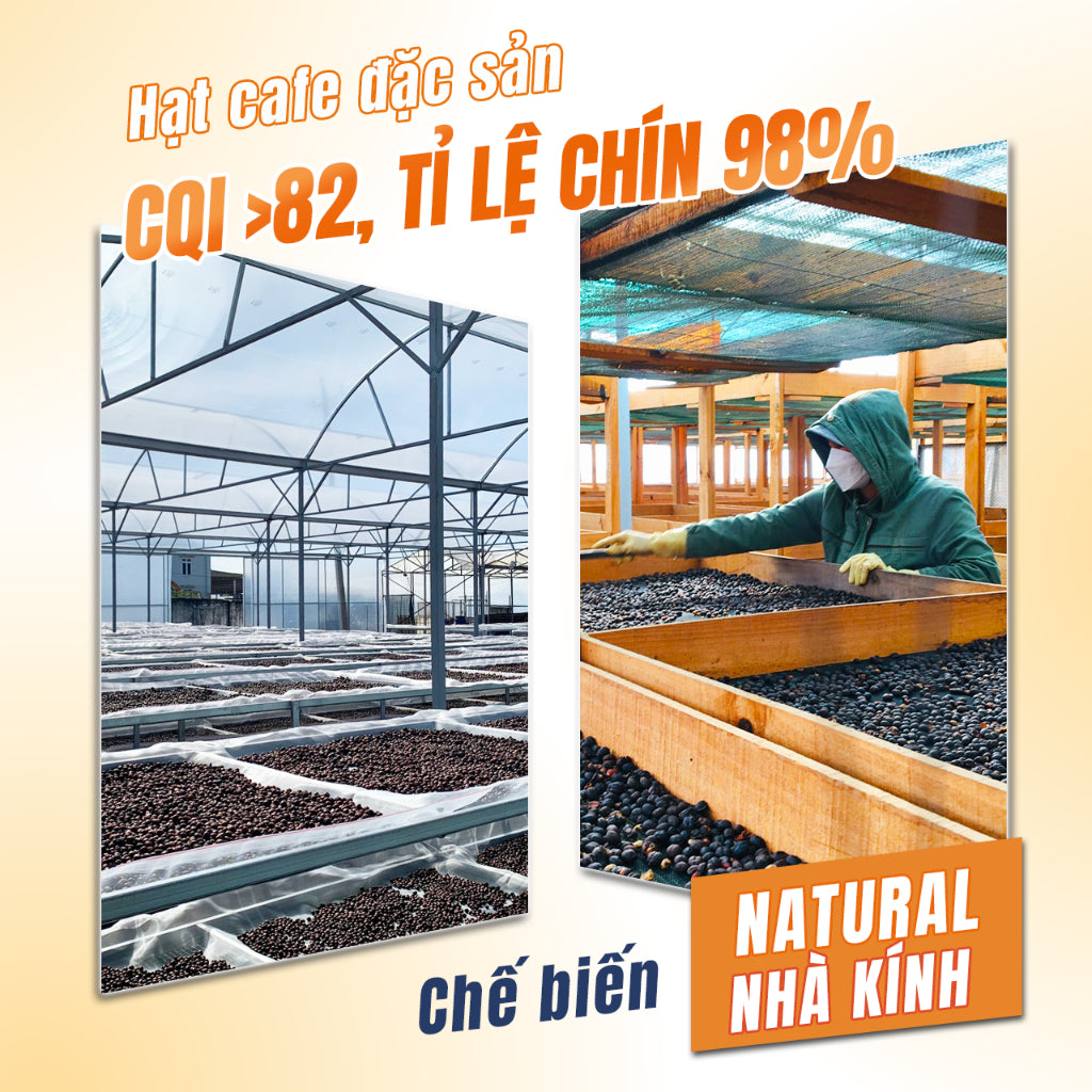 Cà phê Ủ Lạnh Cold Brew Scafe Việt Nam 100% ARABICA Hộp 10Túi x 20G